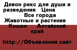 Девон рекс для души и разведения › Цена ­ 20 000 - Все города Животные и растения » Кошки   . Алтайский край